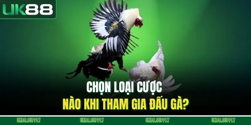 Chọn loại cược nào khi tham gia đấu gà?