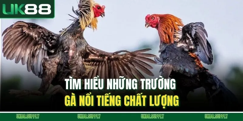 Tìm hiểu những trường gà nổi tiếng chất lượng